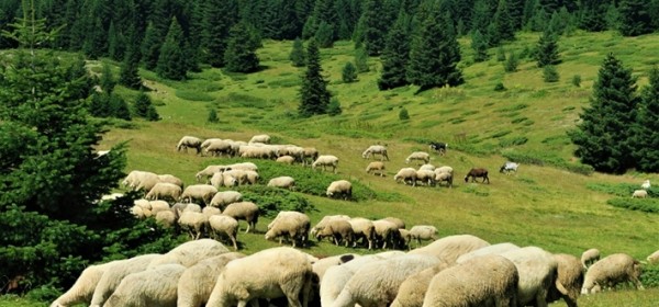 Nova pravila zakupa šumskog zemljišta za pašarenje
