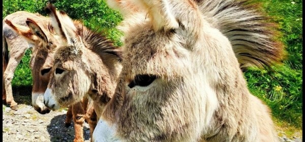 Još 10 dana do kraja RuralFoto nominacija