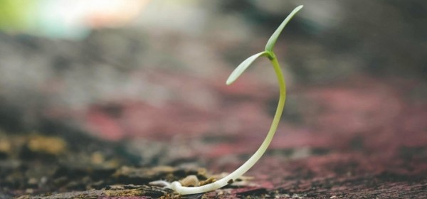 Obnova poljoprivrednog potencijala