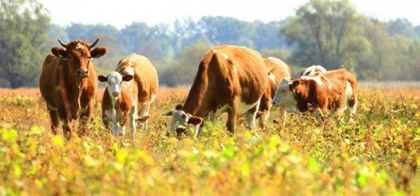 Potpore za mesno govedarstvo, svinjogojstvo i mesno ovčarstvo i kozarstvo