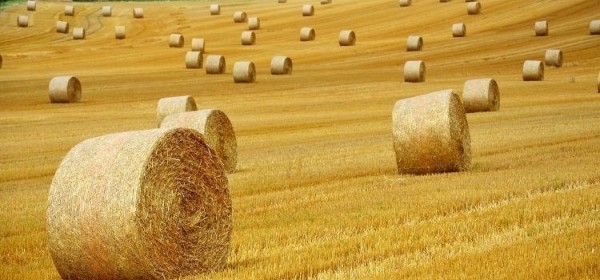 Poljoprivrednicima isplaćeno 505 milijuna eura za potpore zatražene na Jedinstvenom zahtjevu za 2024. godinu
