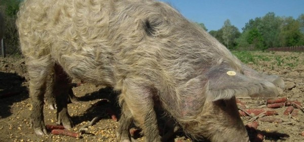 Meso turopoljske svinje postalo 45. hrvatski proizvod zaštićenog naziva u Europskoj uniji