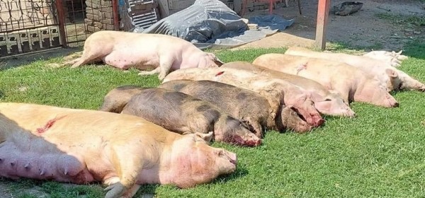Europska komisija odobrila hrvatski Program potpore sektoru svinjogojstva za nadoknadu gubitaka zbog naređenih mjera za sprječavanje afričke svinjske 