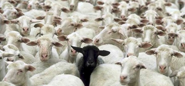 Potpora za ovce i koze