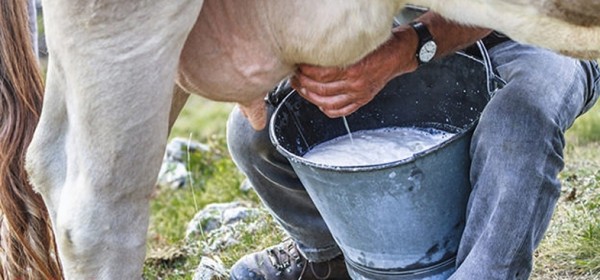 1,5 milijuna kuna potpore županijskim programima za mljekarstvo