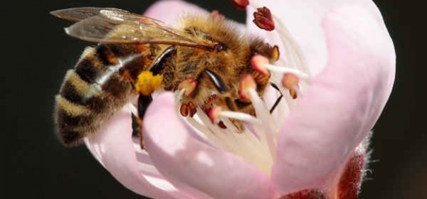 Pčelari, zahtjevi za potporu u 2015. mogu krenuti