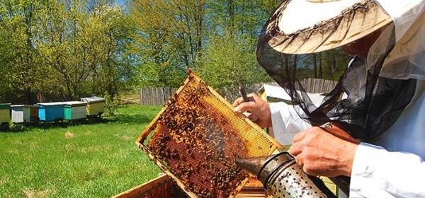 Europska nagrada za najboljeg pčelara