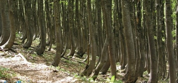 Hrvatske bukove šume - na popis svjetske baštine