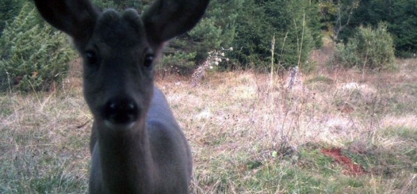 Životinjski selfiji u NP Plitvička jezera?