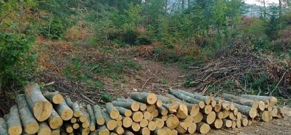 Krađa 48 stabala bukve u šumskom predjelu Krivog Puta 