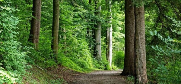Financiranje gospodarenja privatnim šumama