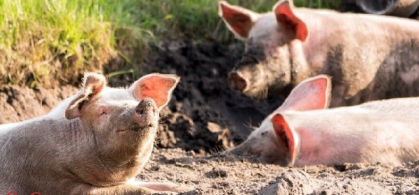 Ministarstvo poljoprivrede uvodi novčane nagrade za dojavu o lokaciji uginule divlje svinje