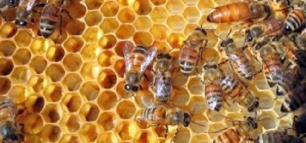 Donesen Nacionalni pčelarski program od 2020. do 2022.