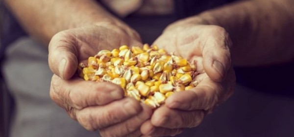 Poljoprivrednici: Oduzimaju nam pravo na vlastito uzgajanje sjemena