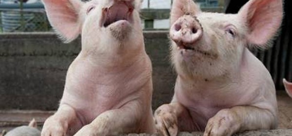 Učinkovitim mjerama spriječena pojava afričke svinjske kuge u Hrvatskoj 
