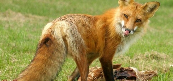 Danas počinje proljetna akcija oralne vakcinacije lisica 