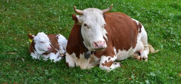Isplaćeno 3,3 milijuna kuna potpore proizvođačima u sustavu krava-tele 