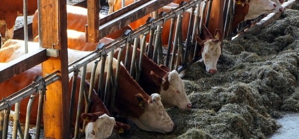 Isplaćeno gotovo 13 milijuna kuna potpore u sustavu krava-tele, uzgajivačima ovaca, koza, izvornih pasmina peradi te proizvođačima šećerne repe 