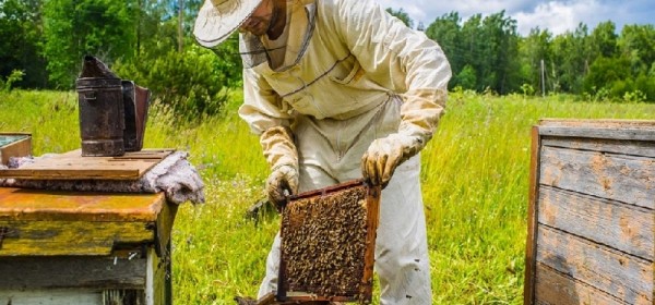 Pčelari u potpunosti iskoristili i ovogodišnju omotnicu - isplaćeno 14,8 milijuna kuna 