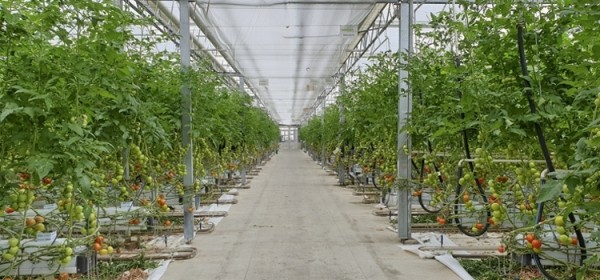Objavljen Natječaj vrijedan 150 milijuna kuna za proizvođače povrća u plastenicima