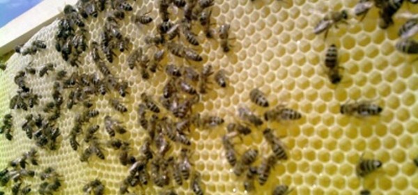 Pravilnik za Program potpore pčelarima vrijedan 3 milijuna kuna u e-savjetovanju 