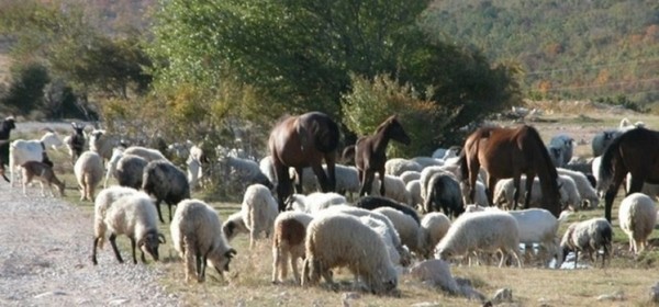 Posljednji dan prijava za potpore sektorima stočarstva i peradarstva ukupno vrijedne 191 milijun kuna