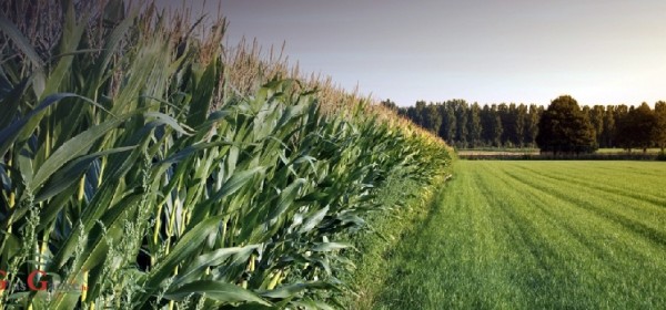 eSavjetnik – nova aplikacija sa svim informacijama važnima za hrvatske poljoprivrednike 