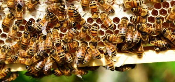 Pčelarima isplaćeno 18 milijuna kuna 