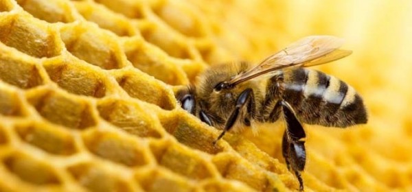 Objavljen Javni natječaj za prikupljanje i odabir projekata primijenje-nih istraživanja u pčelarstvu za 2022.