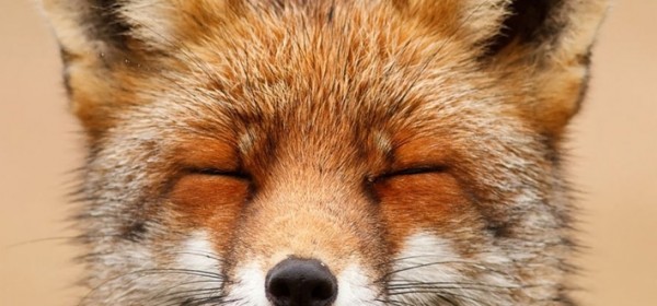 Započela proljetna oralna vakcinacija lisica